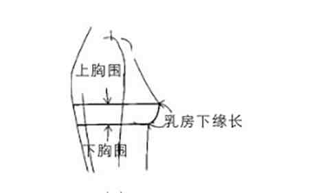 女性的胸部|中国女人胸部小的原因是什么 ?