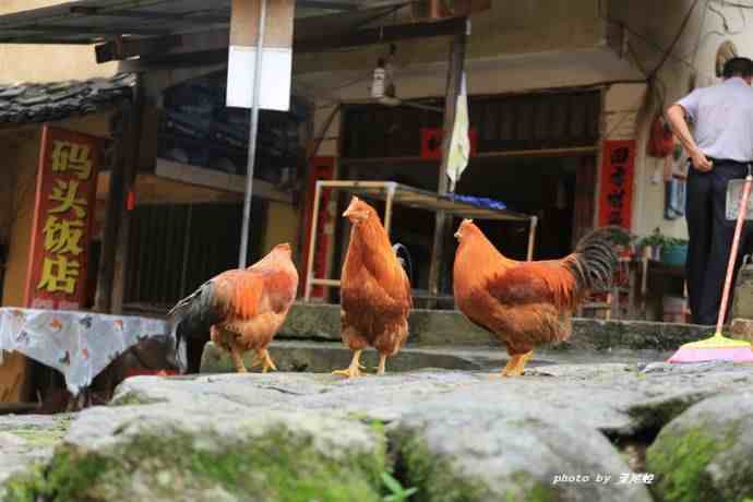 永定土楼旅游攻略|龙岩永定土楼全攻略