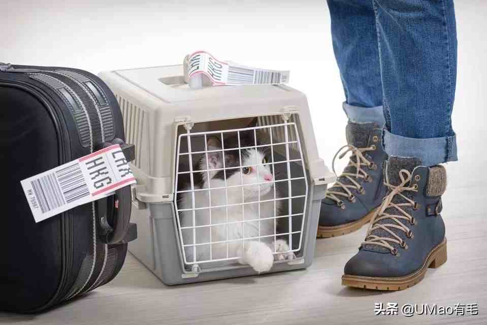 怎么带小猫咪安全坐飞机？史上最详细的随机托运指南！