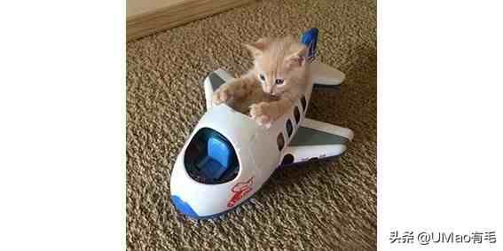 怎么带小猫咪安全坐飞机？史上最详细的随机托运指南！