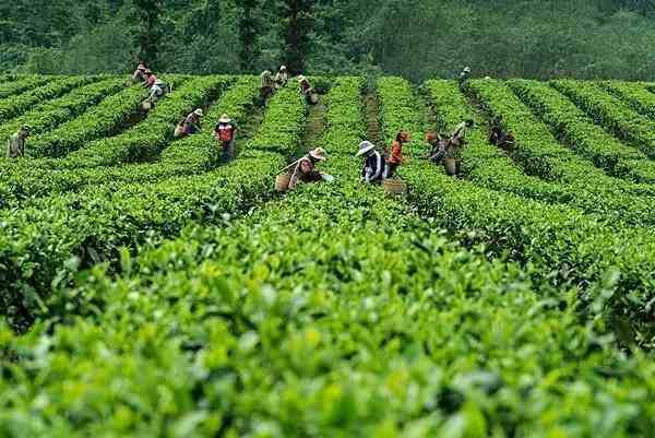 绿茶红茶的区别|详细解析红茶和绿茶的区别