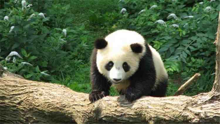 大熊猫的特点|国宝大熊猫的生活习性你知道吗？