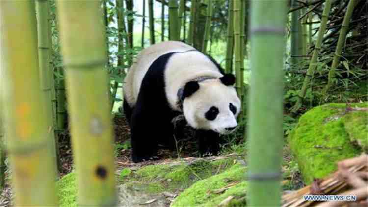大熊猫的特点|国宝大熊猫的生活习性你知道吗？
