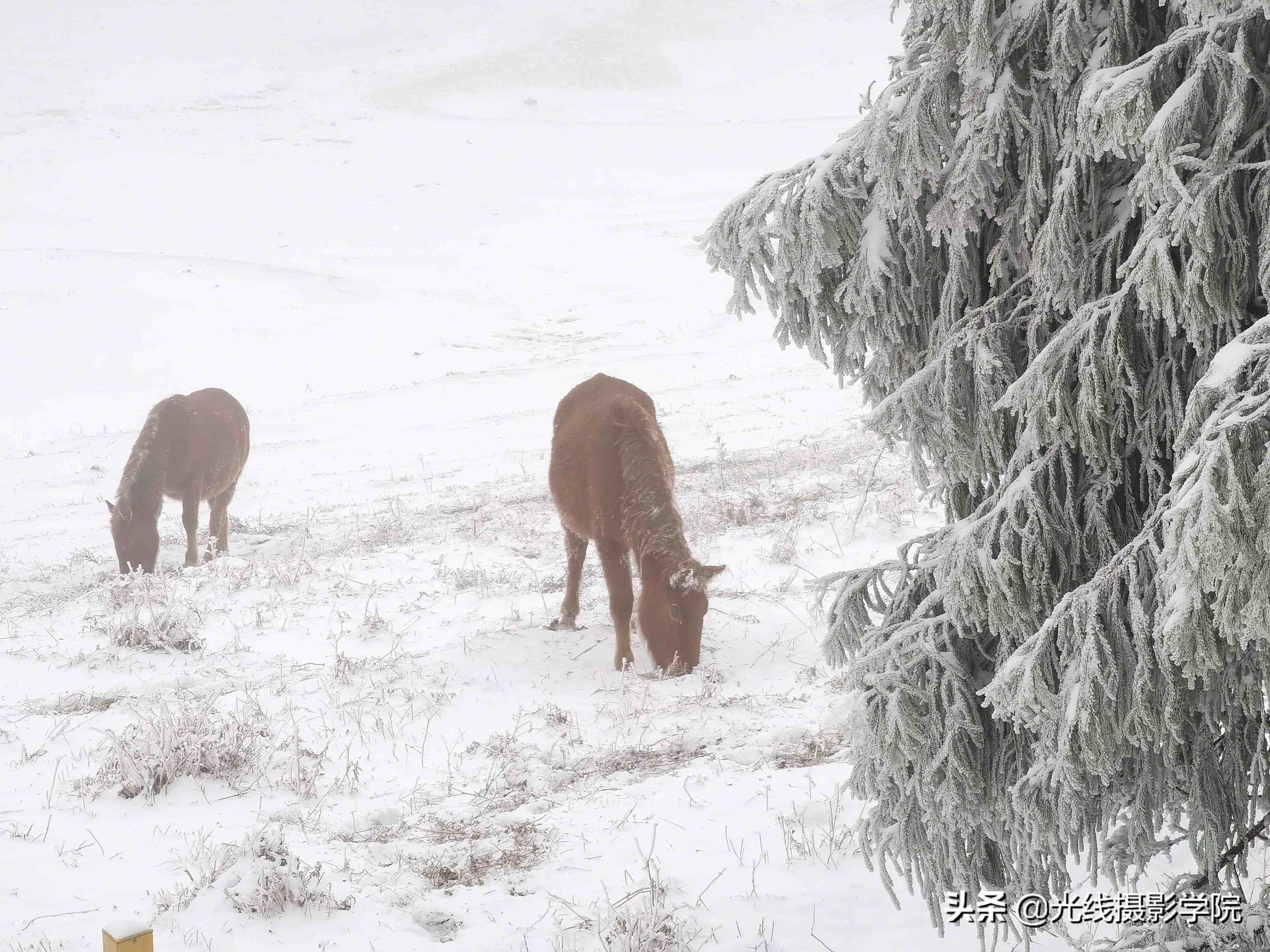 重庆仙女山攻略|重庆仙女山雪景行摄攻略