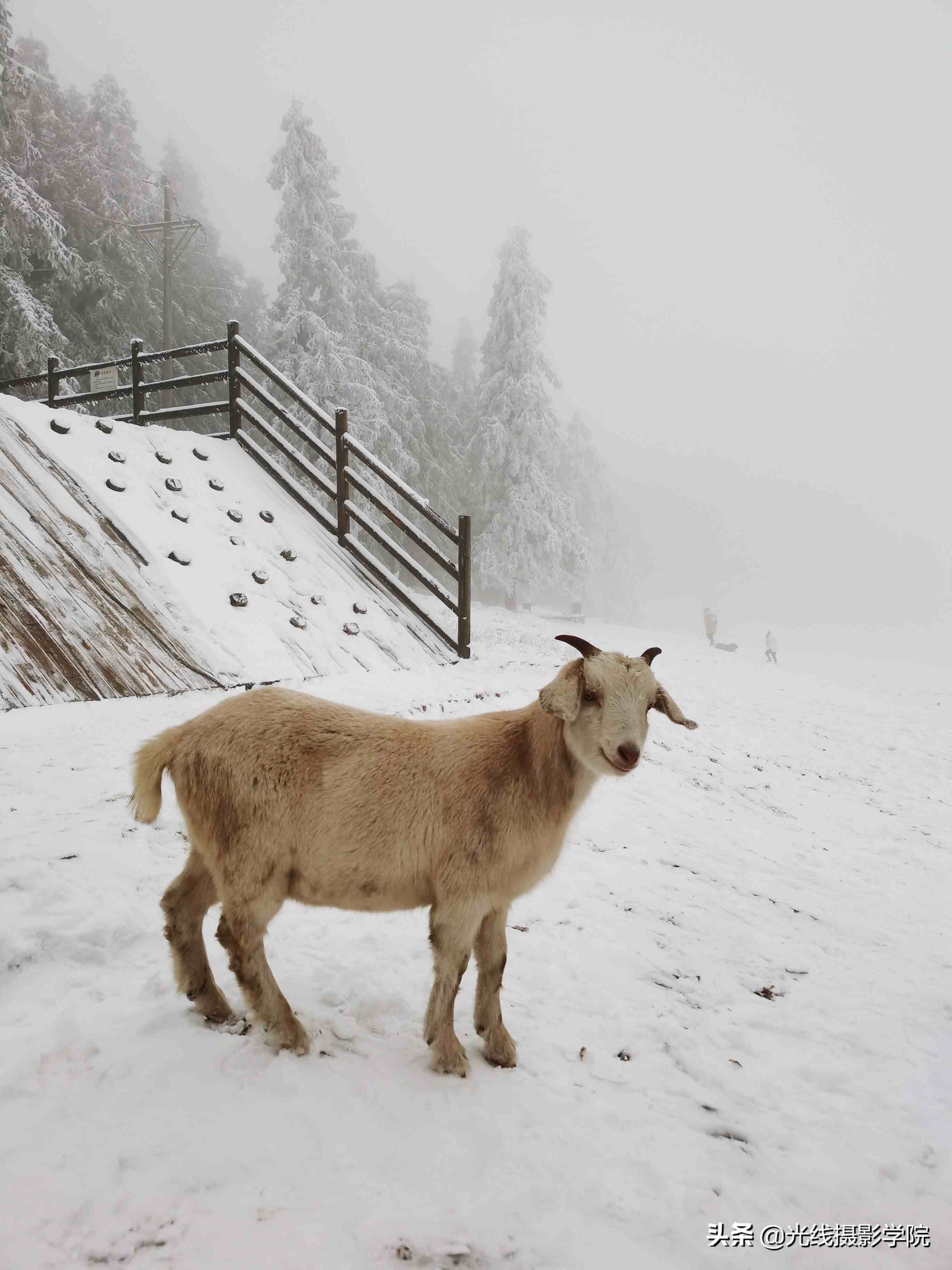 重庆仙女山攻略|重庆仙女山雪景行摄攻略