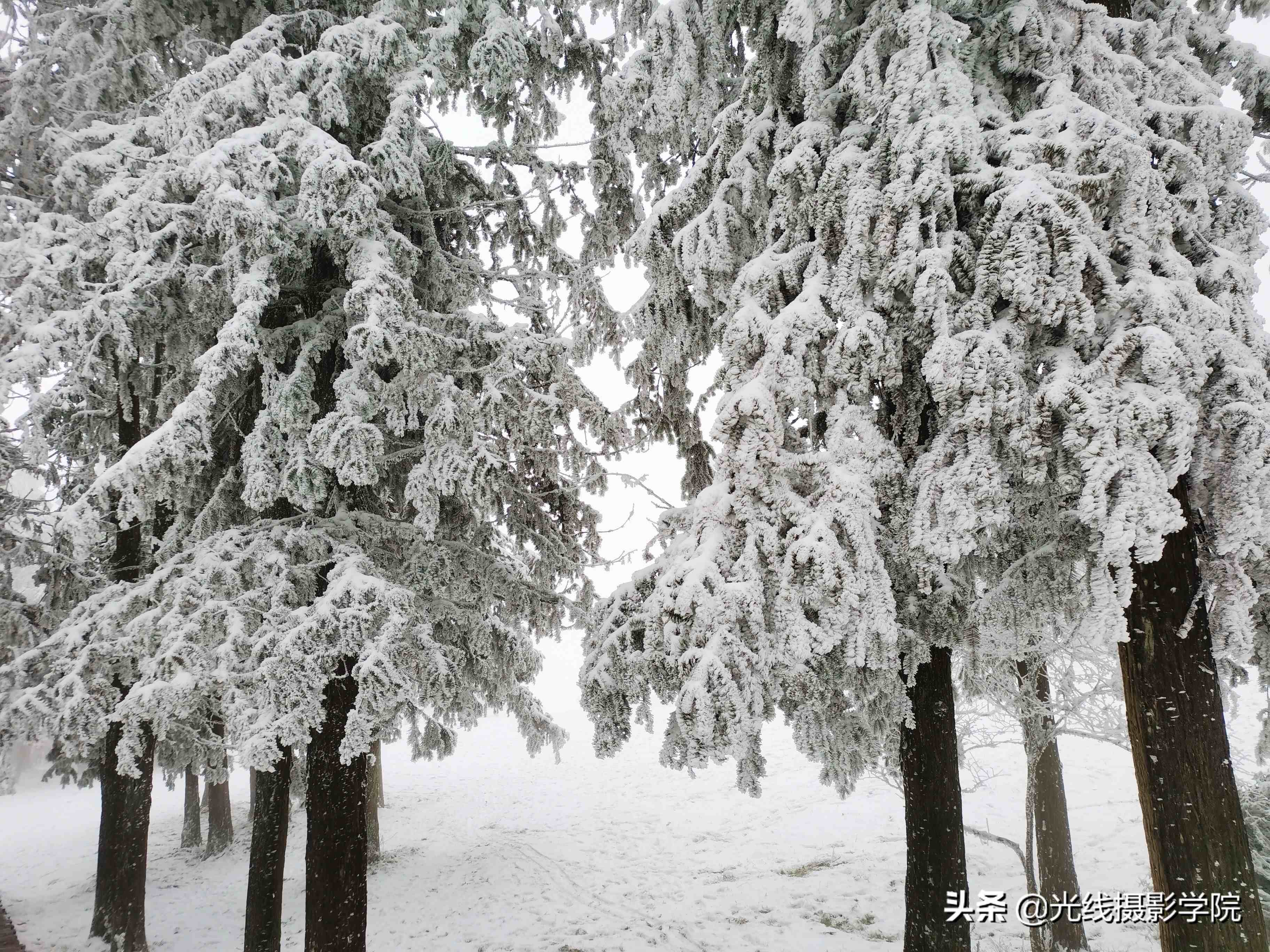 重庆仙女山攻略|重庆仙女山雪景行摄攻略