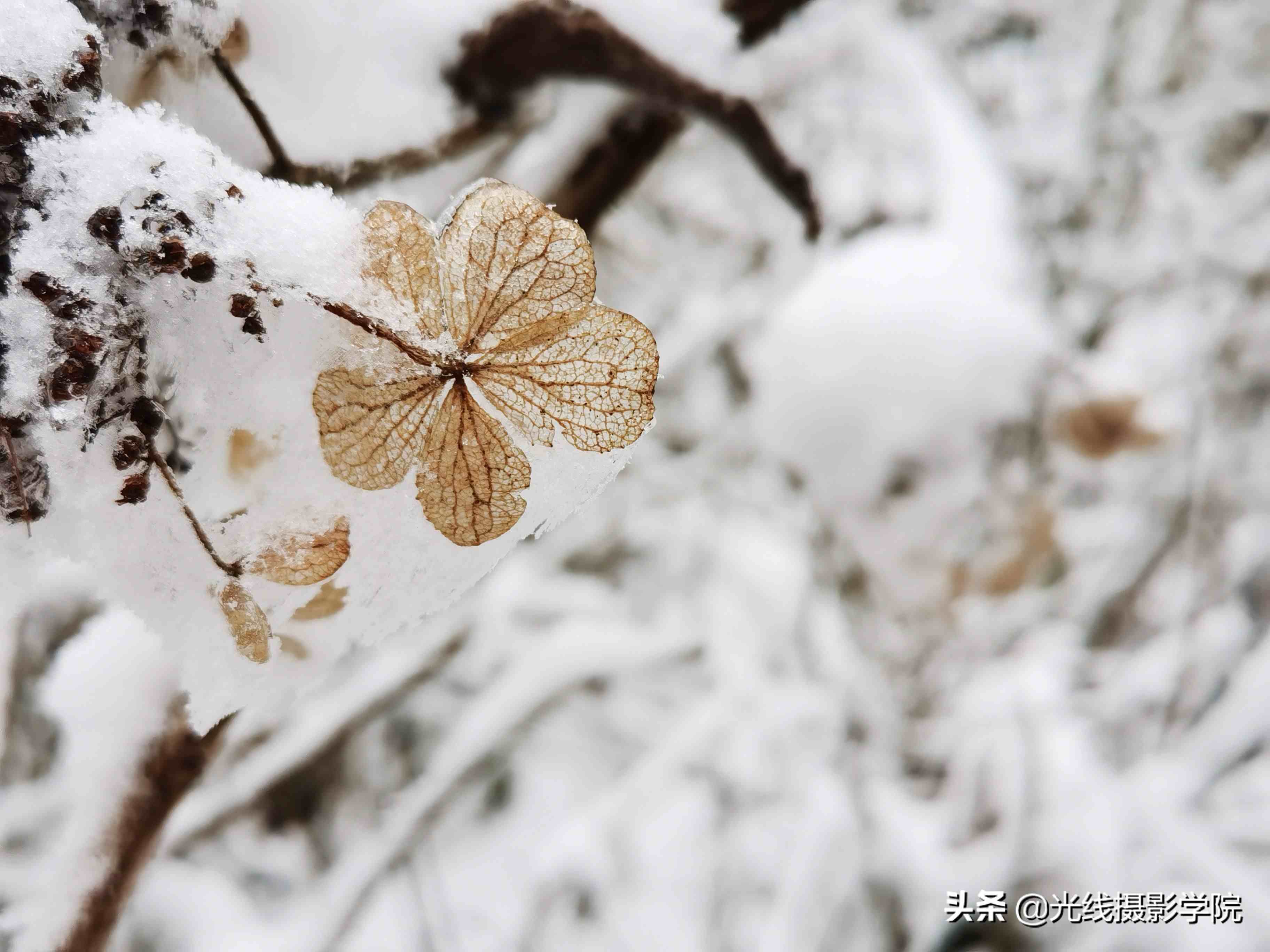 重庆仙女山攻略|重庆仙女山雪景行摄攻略