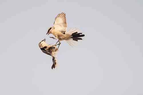 劳燕分飞的劳是什么鸟|你知道劳燕分飞中的劳指的是什么吗？