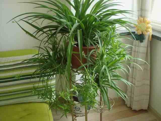 室内净化空气植物|净化空气最佳植物排名！
