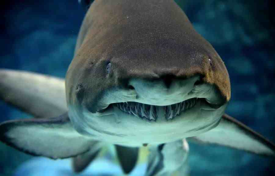 十眼鲨鱼一只图片