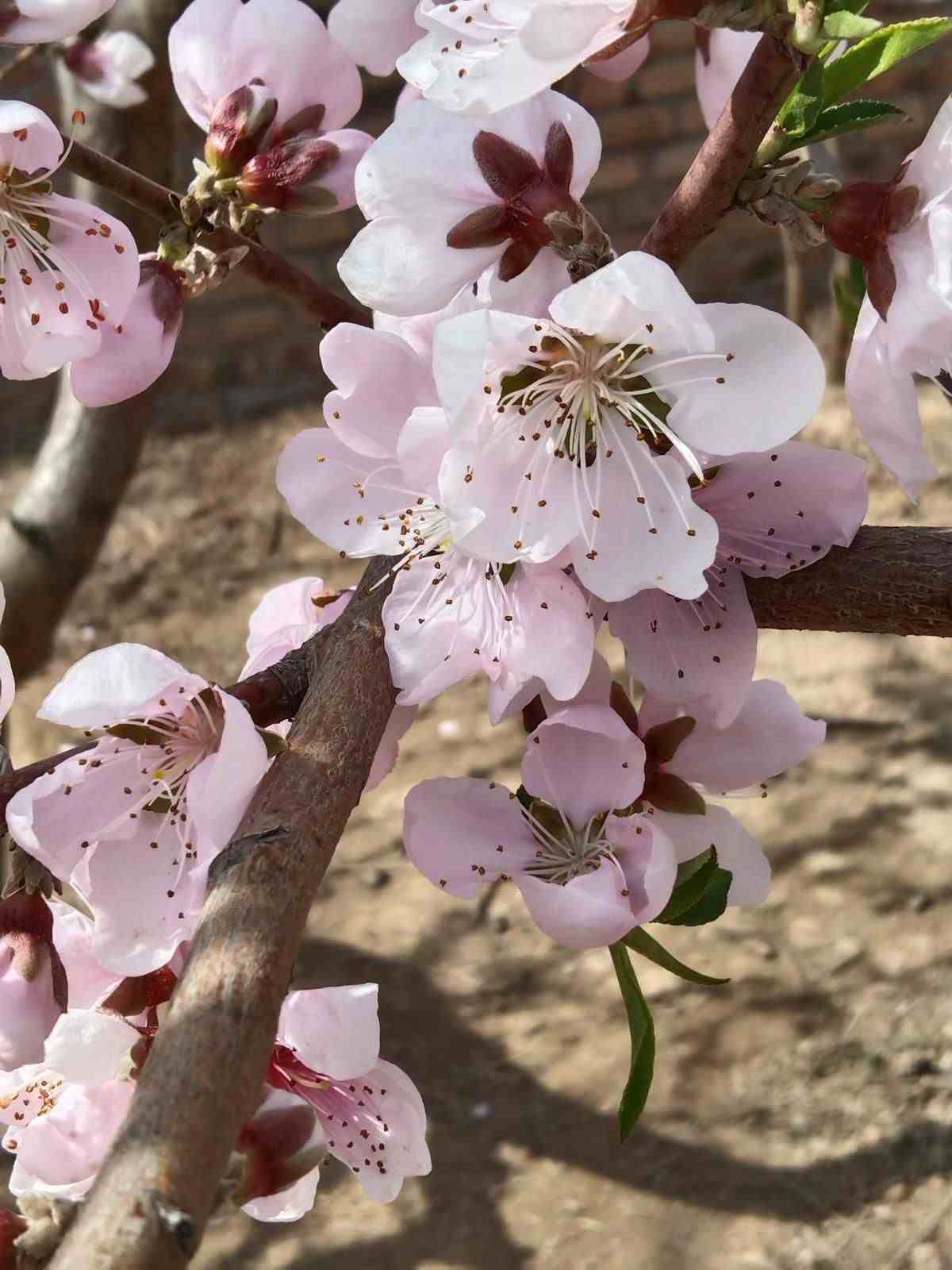 春天的花|这5种花是春天的代表性花草！