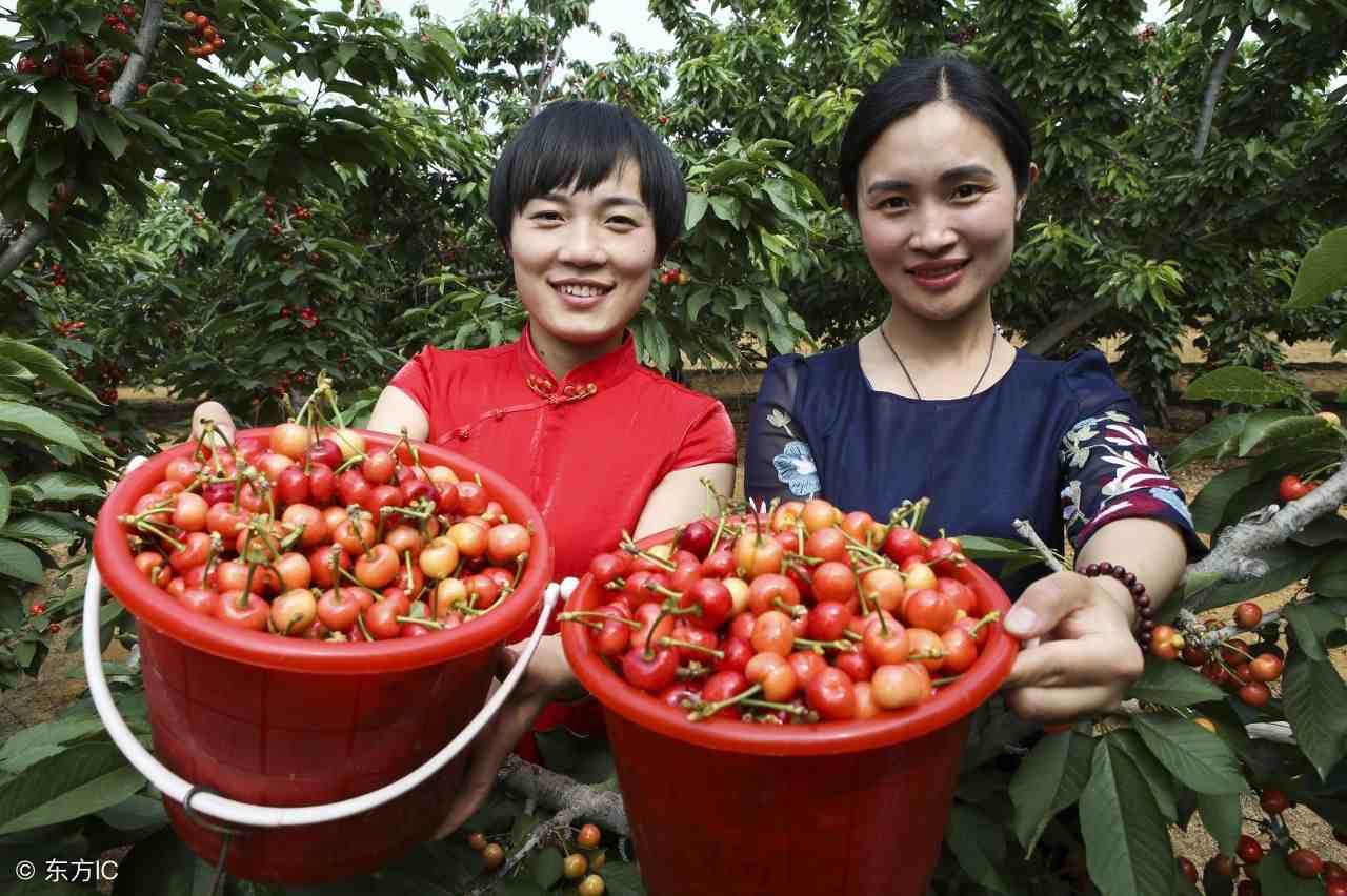 车厘子和樱桃是同一种水果吗|车厘子和大樱桃到底是不是同一种水果？