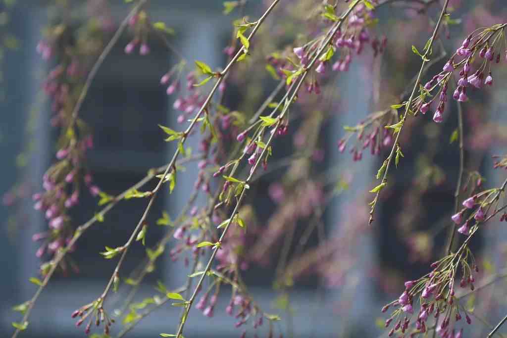 重阳节有什么习俗|你还知道重阳节哪些习俗？