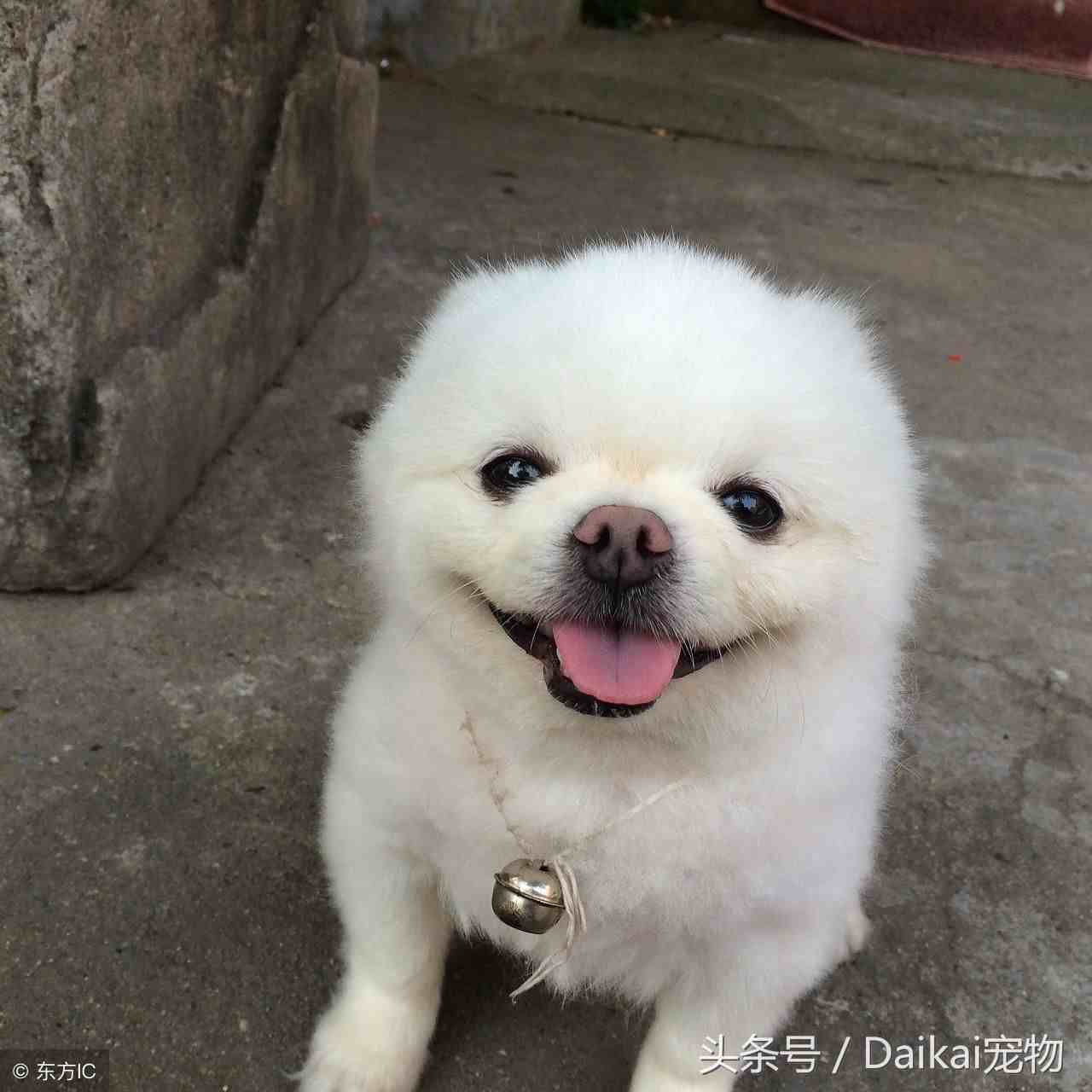 哈多利系博美犬价格！|哈多利系博美犬市场价格调查！