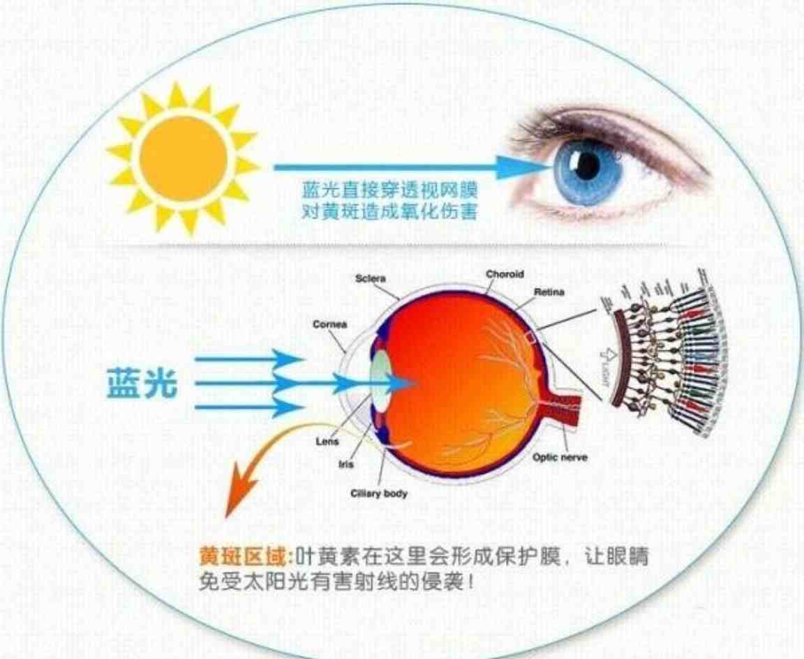 叶黄素是什么？|叶黄素可以保护视力吗？