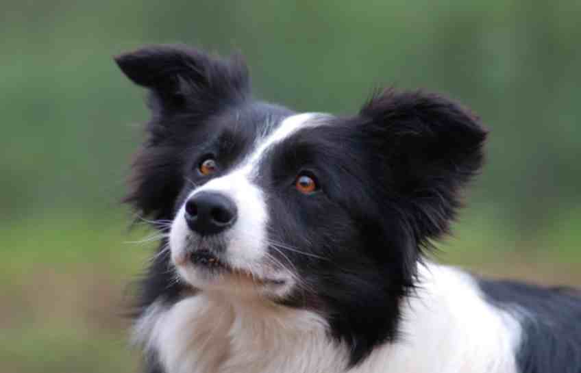 边境牧羊犬智商|智商分分钟碾压你的边境牧羊犬