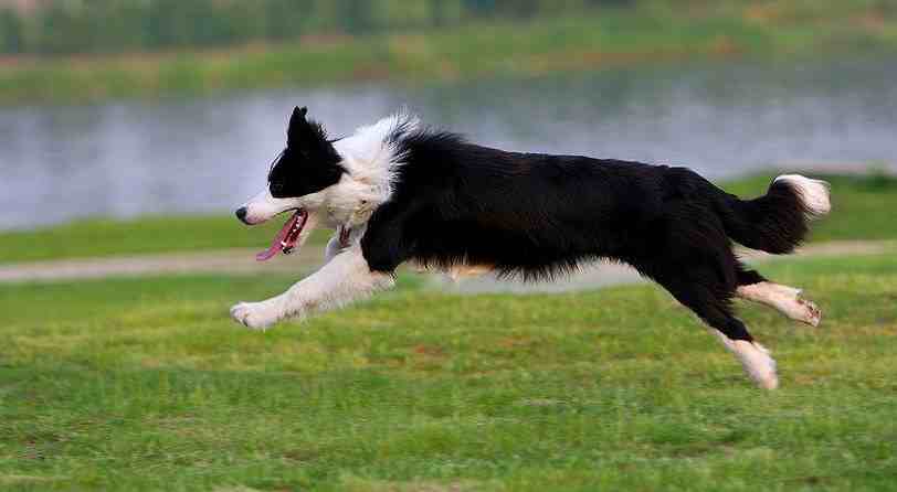 边境牧羊犬智商|智商分分钟碾压你的边境牧羊犬