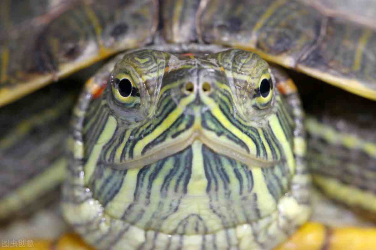 巴西龟冬眠吗|巴西龟平时都可以吃什么食物？