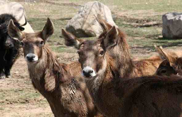 秦岭野生动物园参观攻略，西北最大，动物最多