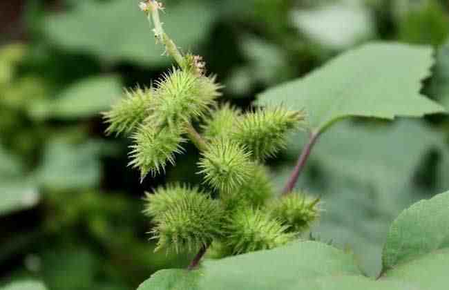 植物的传播方式|植物传播种子有哪些方法