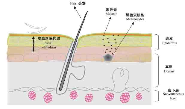 如何使全身美白|怎么美白全身肌肤？