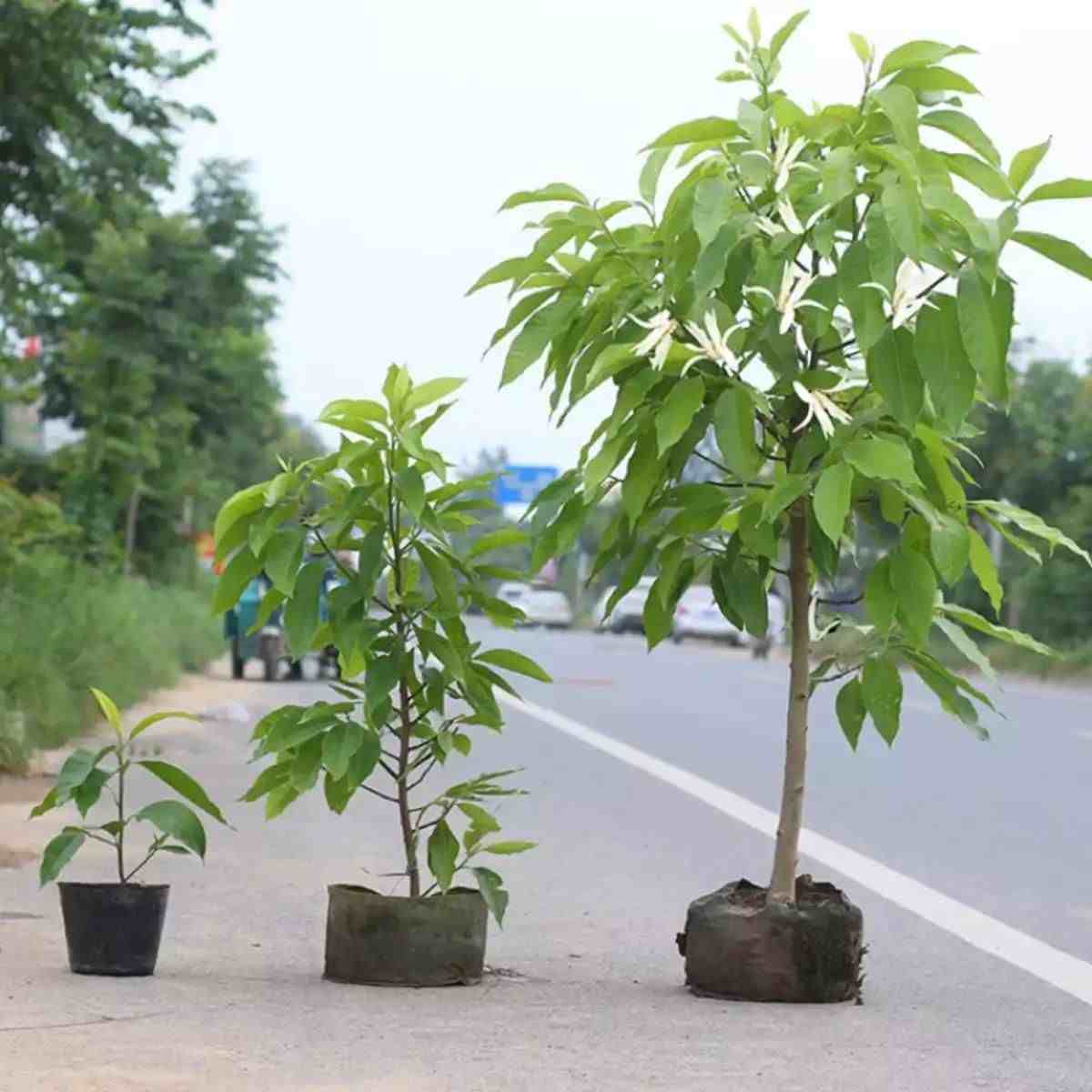 白兰花树|白兰花树的养殖方法和注意事项
