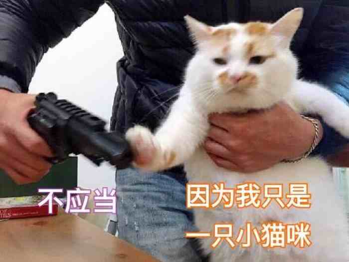 养猫还是养狗|养猫比养狗更好的几大理由