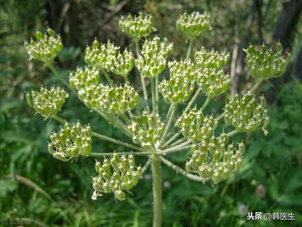 复方蓝花柴胡图片