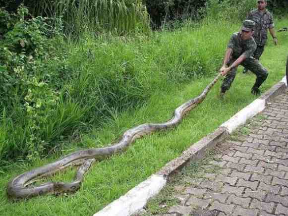 世界上发现最大的蛇|世界上最大的蛇有多大？