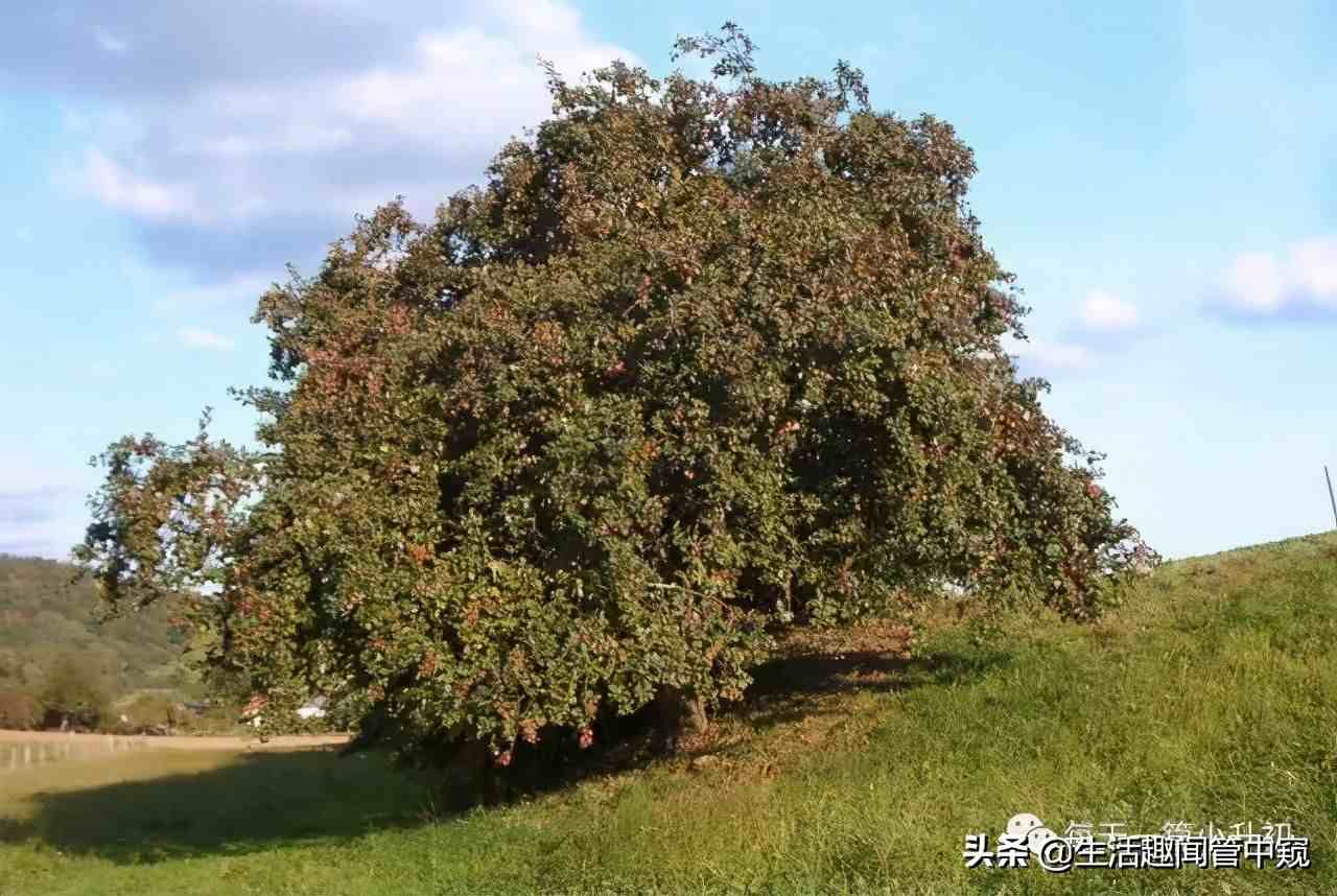 圣诞节送苹果|平安夜为什么要送苹果？