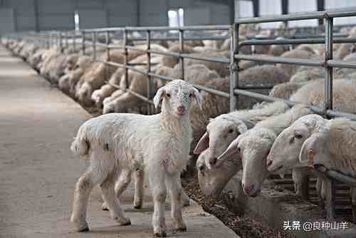 如何饲养羊|圈养羊的喂养方法