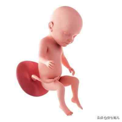 胎儿八个月的样子图片图片