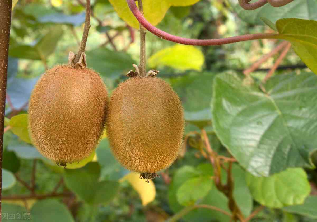 猕猴桃属于什么水果|猕猴桃和奇异果到底有什么区别？
