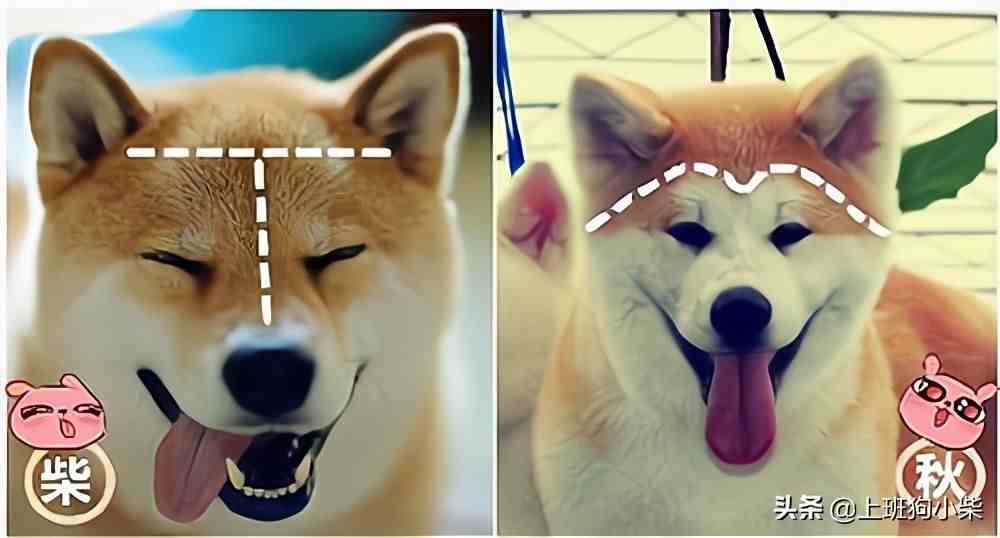 柴犬和秋田犬有什么区别？一个呆萌一个霸气，你更喜欢哪种？