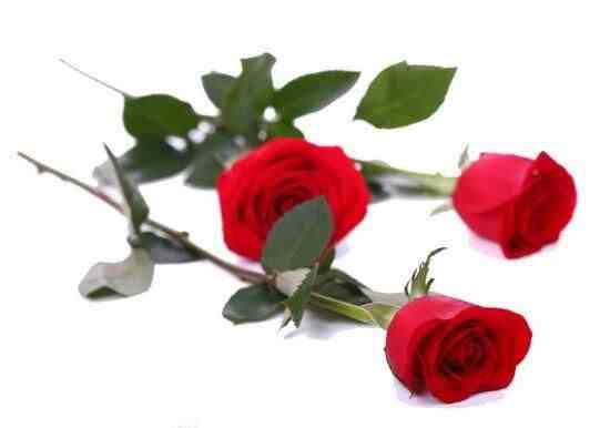 玫瑰花朵数代表的含义，玫瑰花寓意和象征