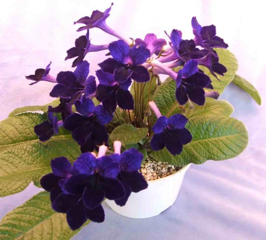 室内植物|常见的6种室内开花植物