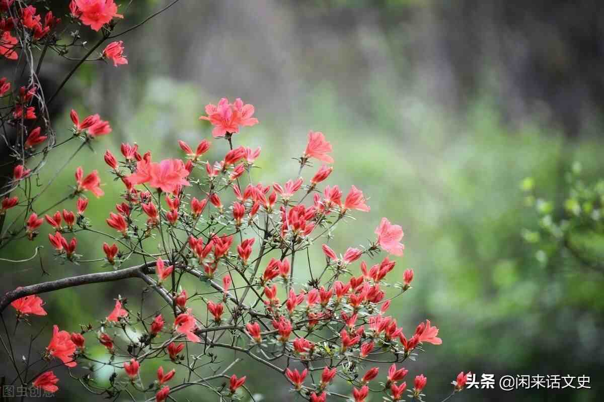 五首宋诗中的最美春天，云淡风轻，傍花随柳，“万紫千红总是春”