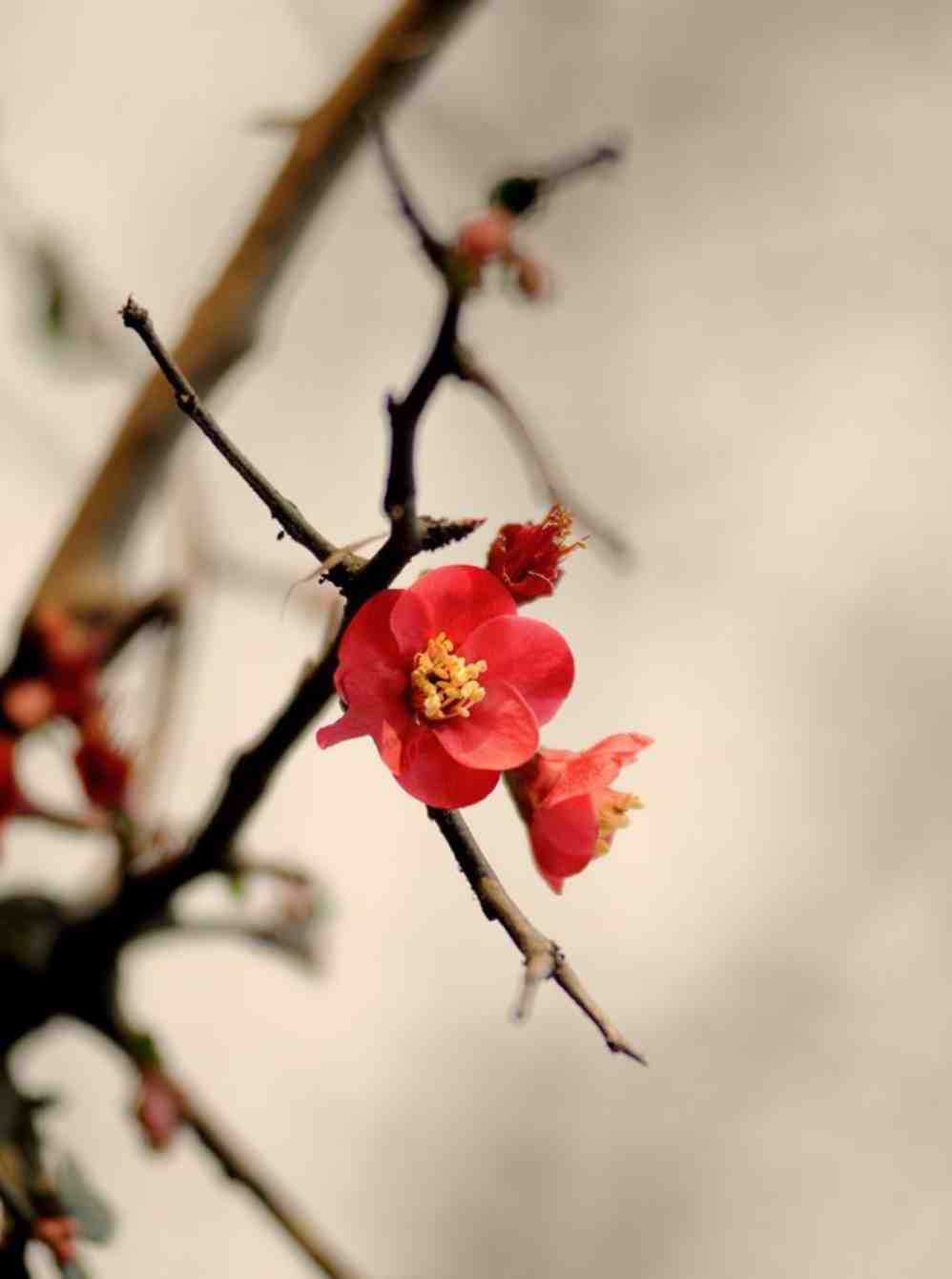 梅花香自苦寒来，十首观梅的诗词，一起欣赏美丽的梅花吧
