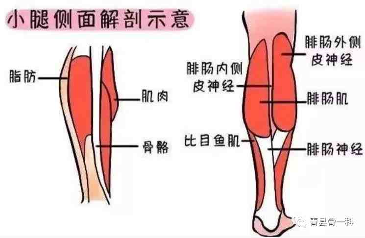3,脚掌的疼痛小腿后面的趾长屈肌,还有足底的拇收肌,拇短屈肌,趾短屈