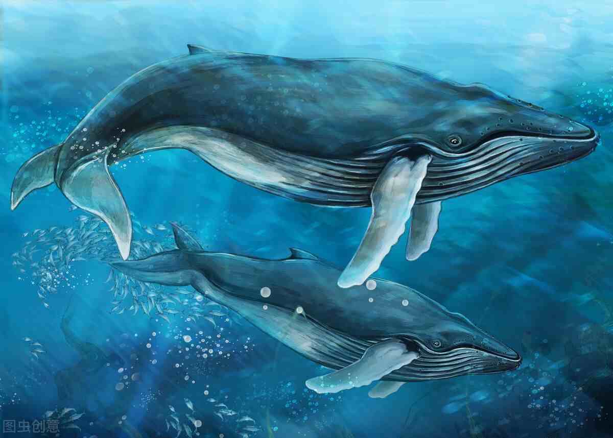 地球海洋最大的动物，每日进食5吨，舌头可以同时站立50人？