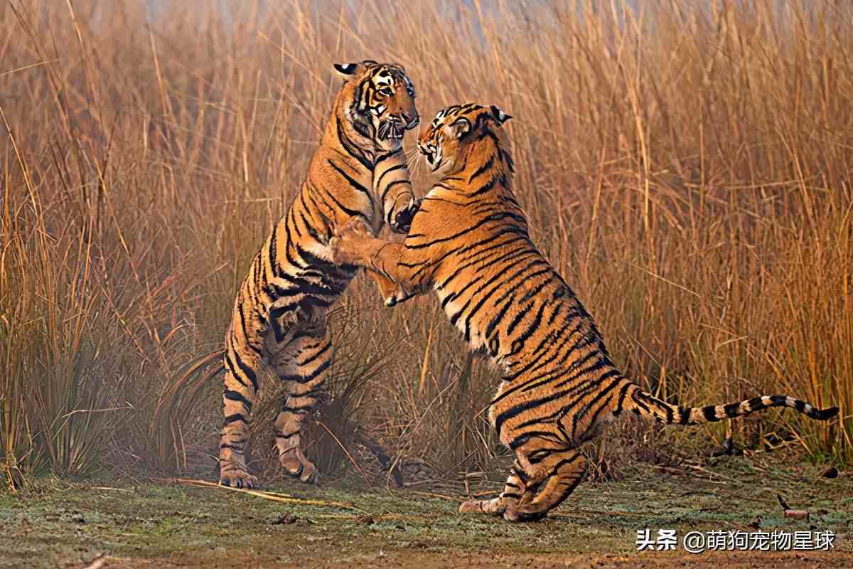 世界上最大的老虎，它是当之无愧的第一