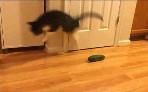 为什么猫会怕黄瓜？
