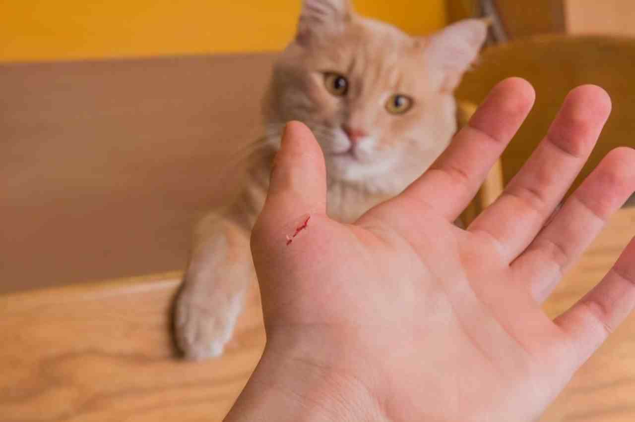 被猫抓伤了如何处理？