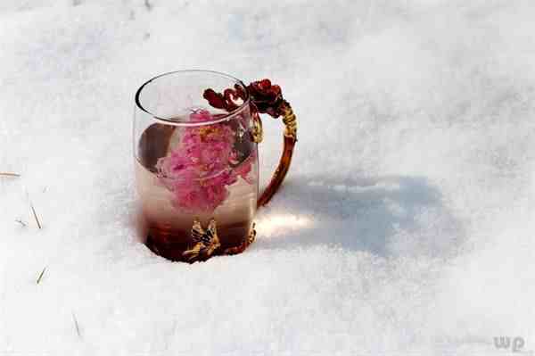 玫瑰花茶的功效与作用 泡玫瑰花茶有哪些禁忌