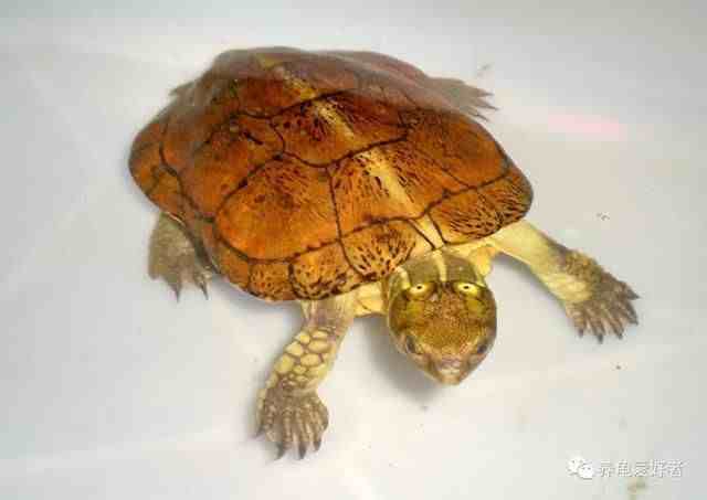 中国本土龟种类