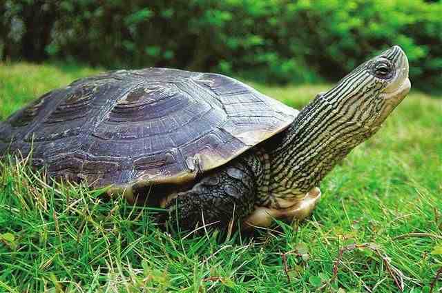 中国本土龟种类