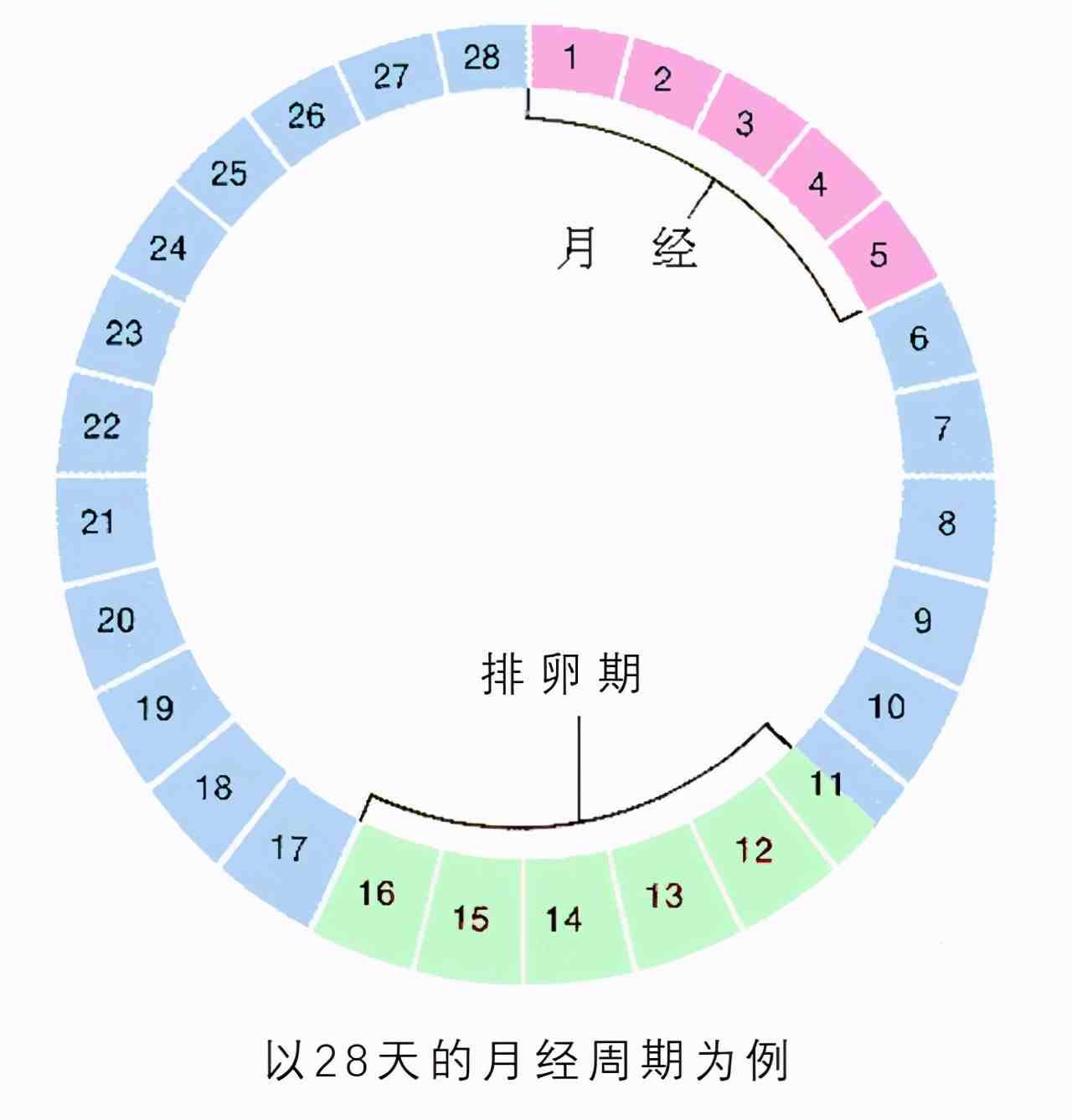 如何计算排卵期?妇产科医生:女人身上的8个变化,提示你排卵了