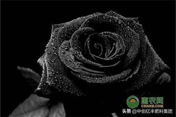黑玫瑰的寓意及养殖技术