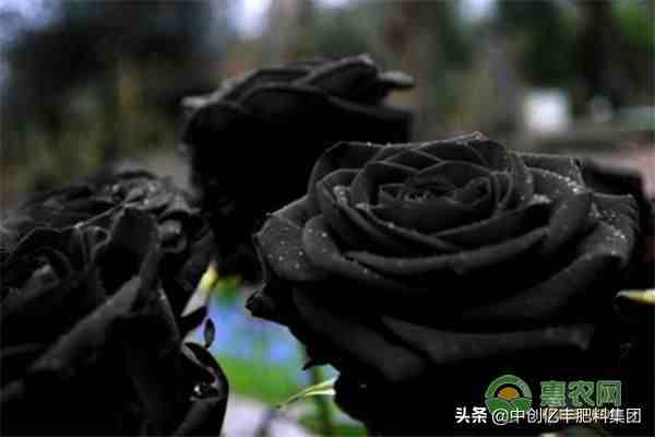 黑玫瑰的寓意及养殖技术