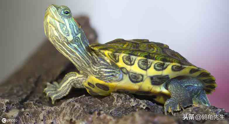 巴西龟白眼病了怎么办？鸫龟先生详解巴西龟白眼病原因及治疗方法